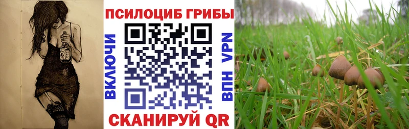Псилоцибиновые грибы прущие грибы  Волоколамск 
